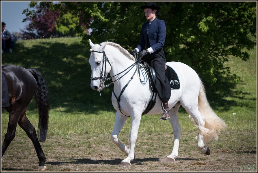 Pferd International 050